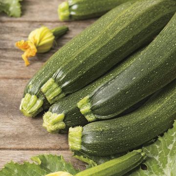 Courgette Defender Courgette Defender