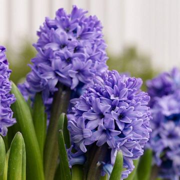 Blue Hyacinths in Bud and Bloom