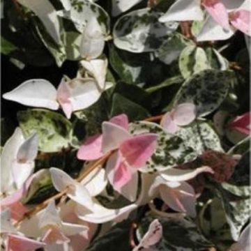 Trachelospermum jasminoides Chameleon - Rare Pink & White Variegation