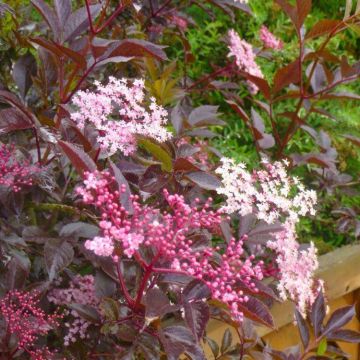 Sambucus nigra Thunder Cloud - Black Leaf Elder