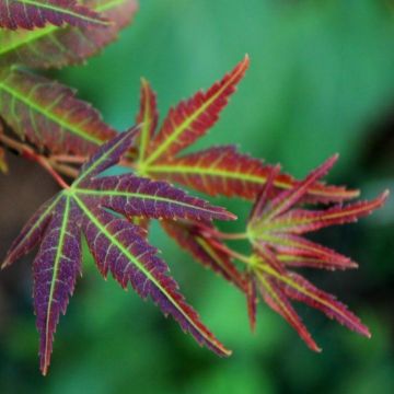 Acer palmatum Wendy - Japanese Maples