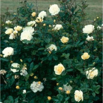 Rose 'Tall Story'