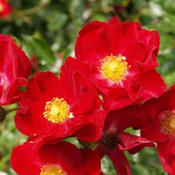 Rose Flower Carpet Red Scarlet