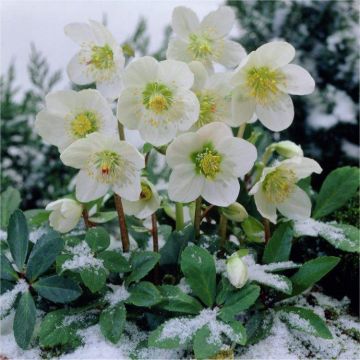 Helleborus niger Christmas Carol - White Hellebore in Bud & Bursting in to Bloom