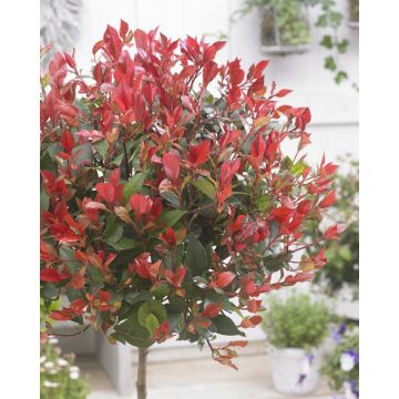 Evergreen  Photinia Little Red Robin TREE- circa 100cm