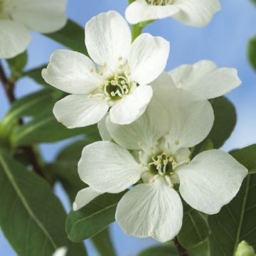 Exochorda Niagara - Pearl Bush