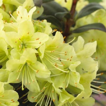 Rhododendron Princess Anne - Dwarf Rhododendron