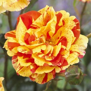 Rose 'Oranges and Lemons' - Floribunda Rose