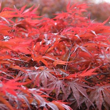 Acer palmatum Peve Dave - Japanese Maple