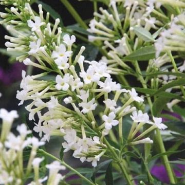 Buddleia Petite Snow White - Dwarf White Buddleja Butterfly Bush