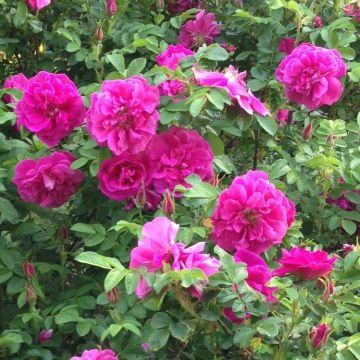 Rose Roseraie de l'hay - Shrub Rose
