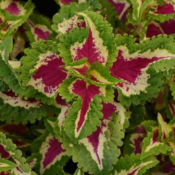 Coleus 'Wizard Rose' - Solenostemon Plant