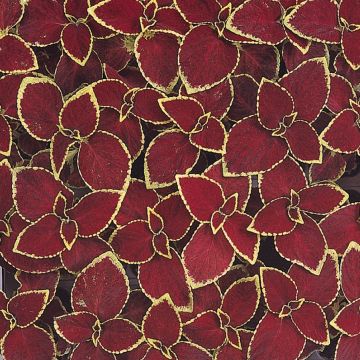 Coleus 'Wizard Scarlet' - Solenostemon Plant