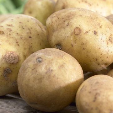 SPECIAL DEAL - Rocket - 1st Early Seed Potatoes - Pack of 10