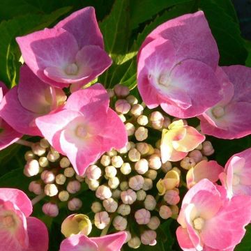 Hydrangea macrophylla Taube - Lacecap Hortensia Hydrangea Plant