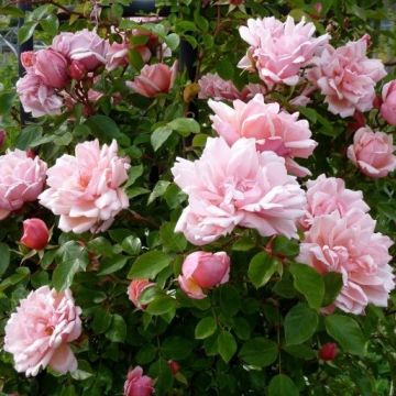 Large 6-7ft Specimen Climbing Rose - Rose Albertine - Rambling Rose