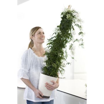 Perfumed Jasmin - Large 100-120cm Pyramid - In Bud & Bloom