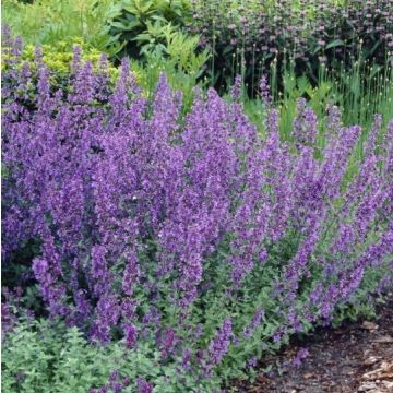 Nepeta Six Hills Giant - Catmint