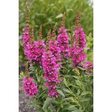 Lythrum salicaria 'Robert'