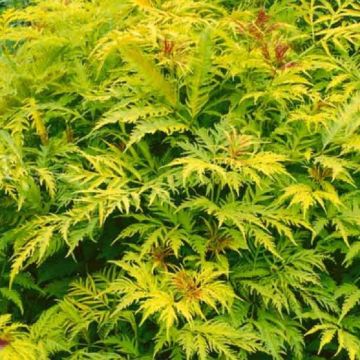 Sambucus racemosa Plumosa aurea - Sutherland Gold Elder