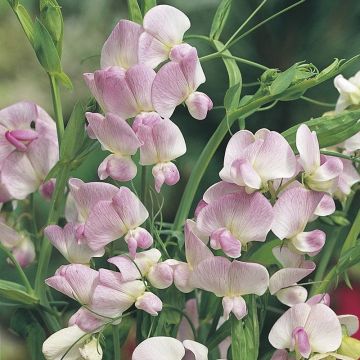 Lathyrus latifolius 'Pink Pearl' - Hardy Everlasting Sweetpea