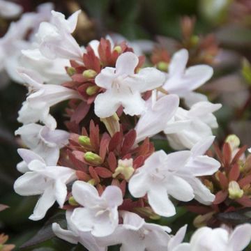 Abelia Edward Goucher - LARGE SPECIMEN