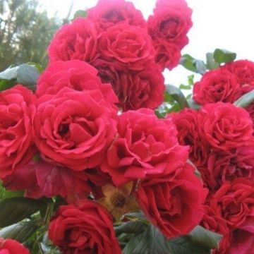 Large 6ft Specimen Climbing Rose - Rose Pauls Scarlet