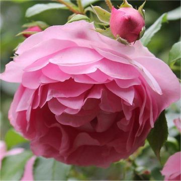 Rose Friends Forever - Floribunda Rose