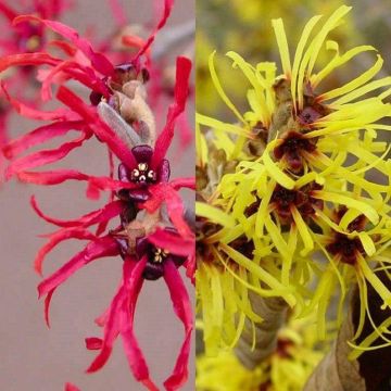 Hamamelis - Pair of Winter Flowering Witch Hazels in Red & Gold