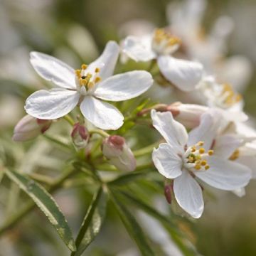 Choisya Aztec Pearl - Mexican Orange Blossom