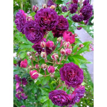 Rose Bleu Magenta - Climbing Rose Blue Magenta