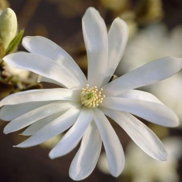 Magnolia stellata - Starry Flowered Tulip Tree Standard circa 140cm