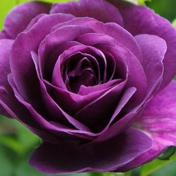Rose Minerva - Floribunda Rose