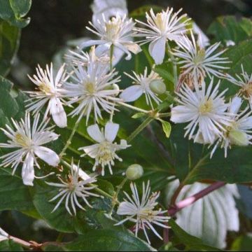 Clematis Vitalba - Summer Flowering Clematis