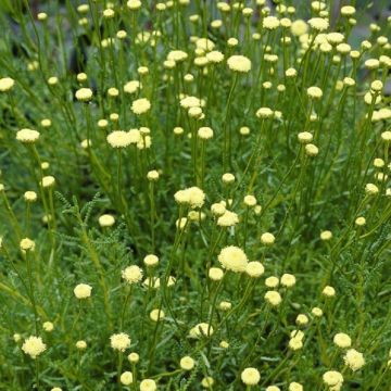 Santolina Rosmarinifolia 'Primrose Gem' - Cotton Lavender