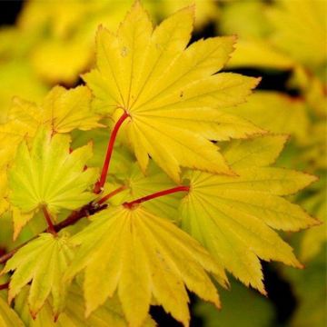 Acer shirasawanum 'Aureum' - Golden leaf Full Moon Japanese Maple