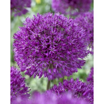 Allium Purple Sensation - Ornamental Onion Plant