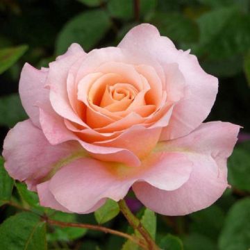 Rose Always Remember Me -Hybrid Tea Rose