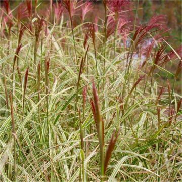 Miscanthus sinensis Variegatus - Japanese Silver Grass