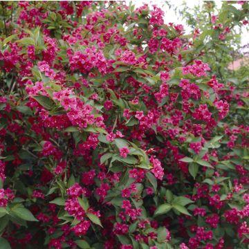 Weigela florida Bristol Ruby