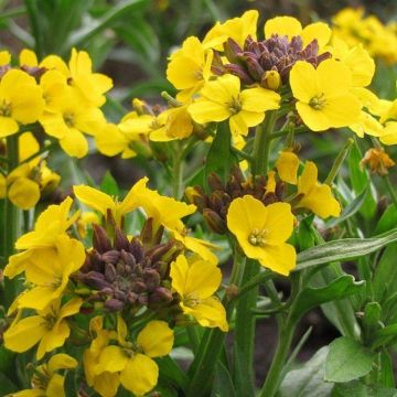 Erysimum Yellow Bird - Gold Dust Plants in Bud & Bloom
