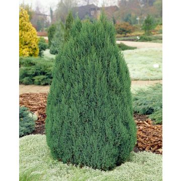 Juniperus chinensis Stricta - Dwarf Slow Growing Conifer - LARGE