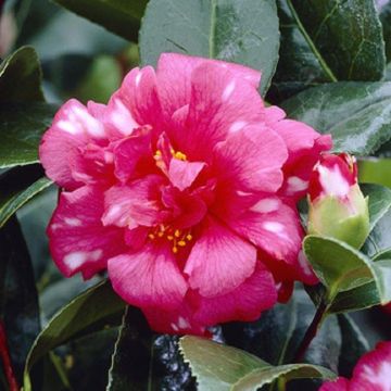 Camellia Nikisi Kerin
