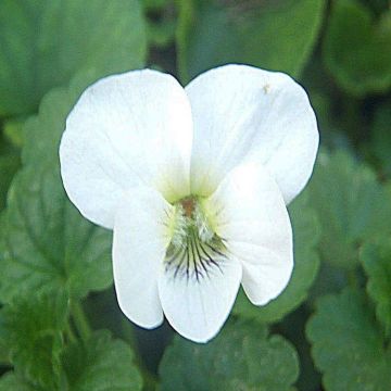 Viola sororia 'Albiflora'