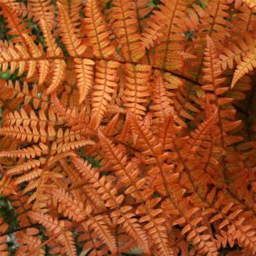 Dryopteris erythrosora - Rosy Buckler or Autumn Fern