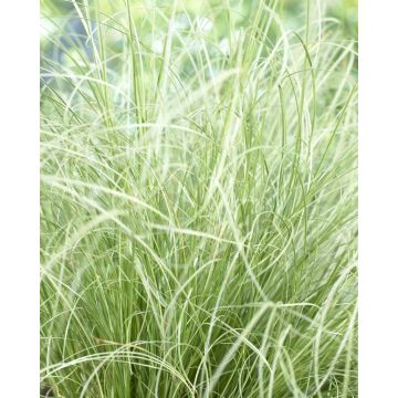 Carex comans Frosted Curls