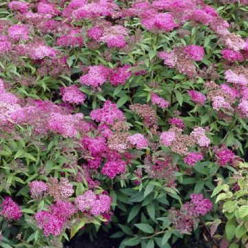 Spirea japonica Crispa - Spiraea