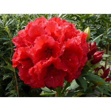 Red Jack Rhododendron Patio Tree circa 50-60cm