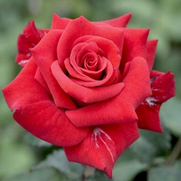 Rose Ruby Wedding - Hybrid Tea Rose