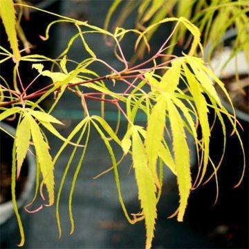 Acer palmatum Koto No Ito - Japanese Maple